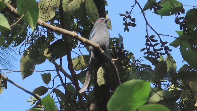 Kül Rengi Drongo - ML611684421