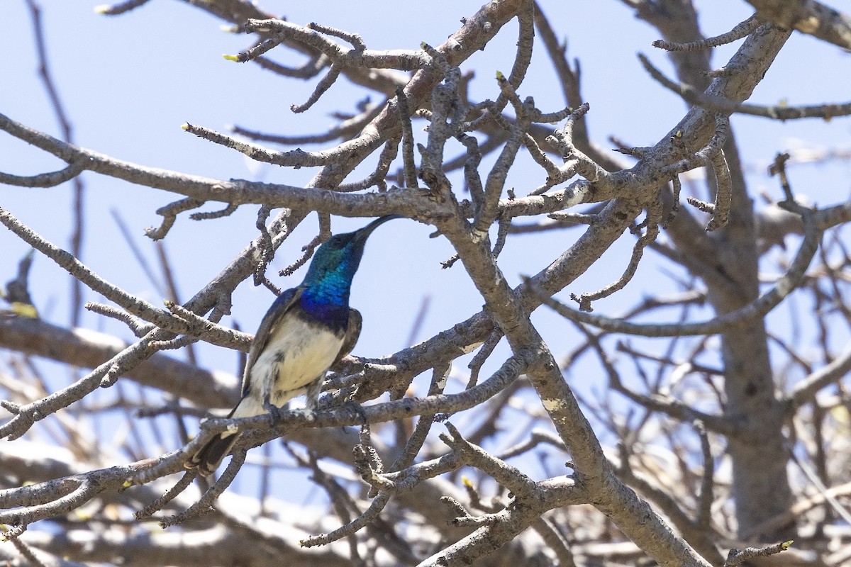 White-breasted Sunbird - ML611684430