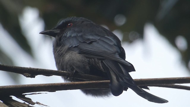 Kül Rengi Drongo - ML611684433