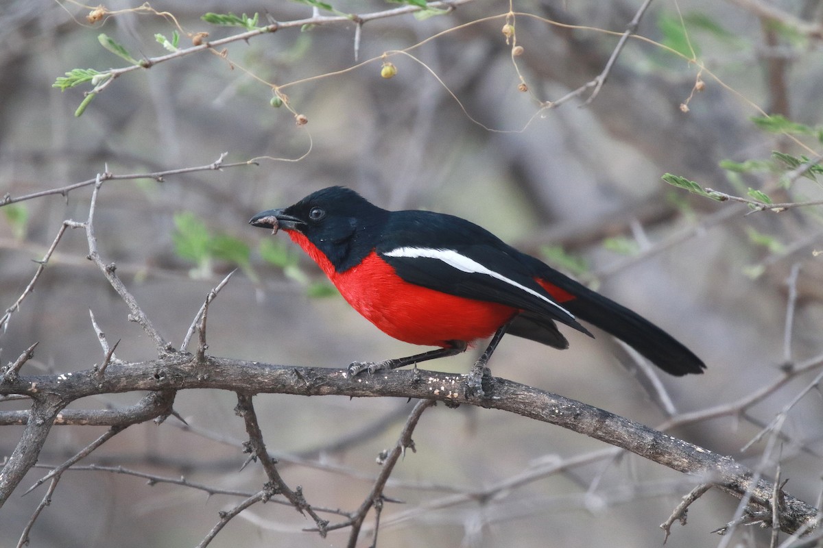 Crimson-breasted Gonolek - ML611684445