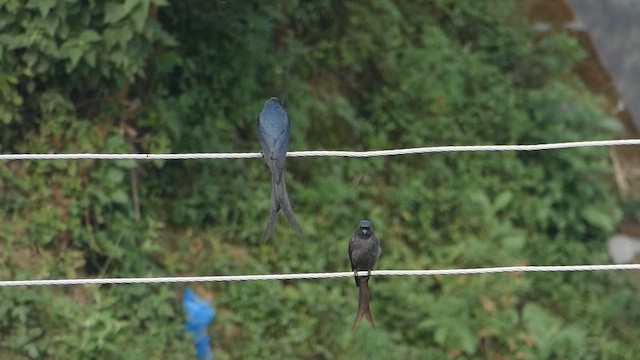 Kül Rengi Drongo - ML611684447