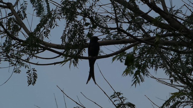 Drongo Cenizo - ML611684449