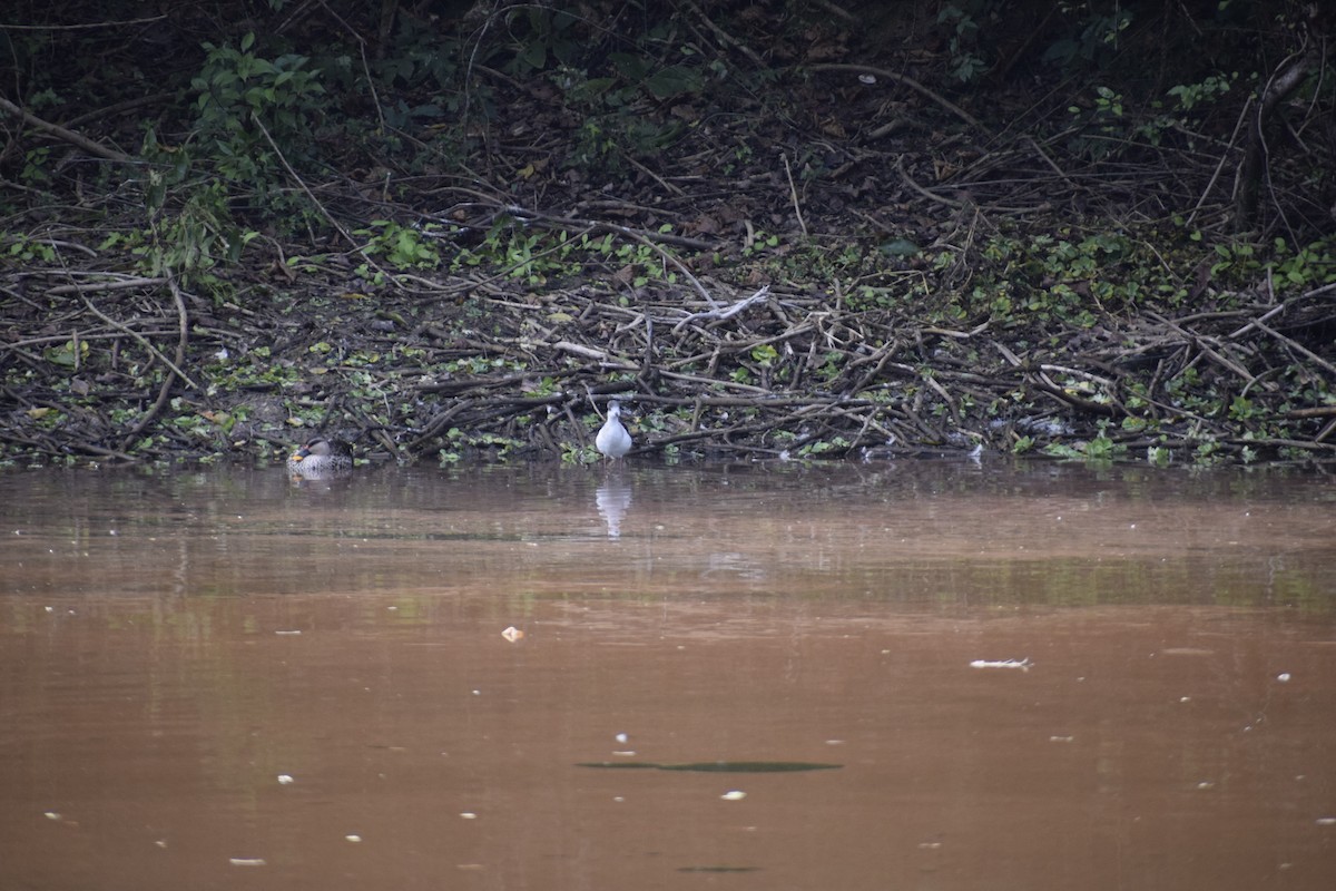 Black-winged Stilt - ML611684453