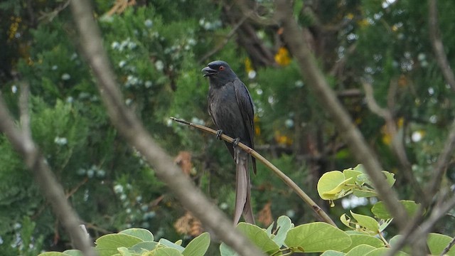 Kül Rengi Drongo - ML611684455