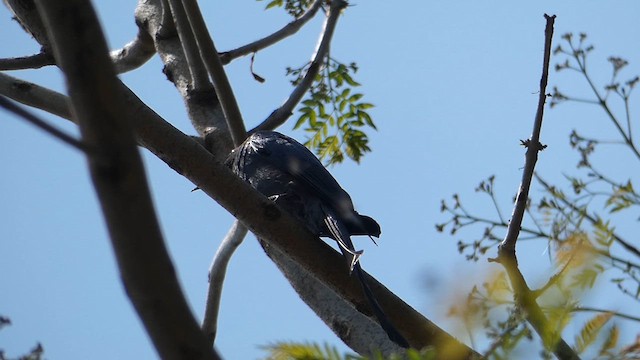 Kül Rengi Drongo - ML611684460