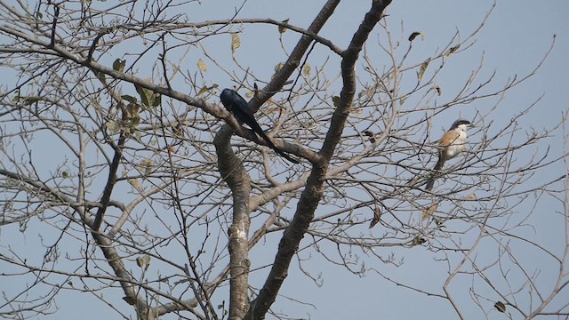 Kül Rengi Drongo - ML611684464