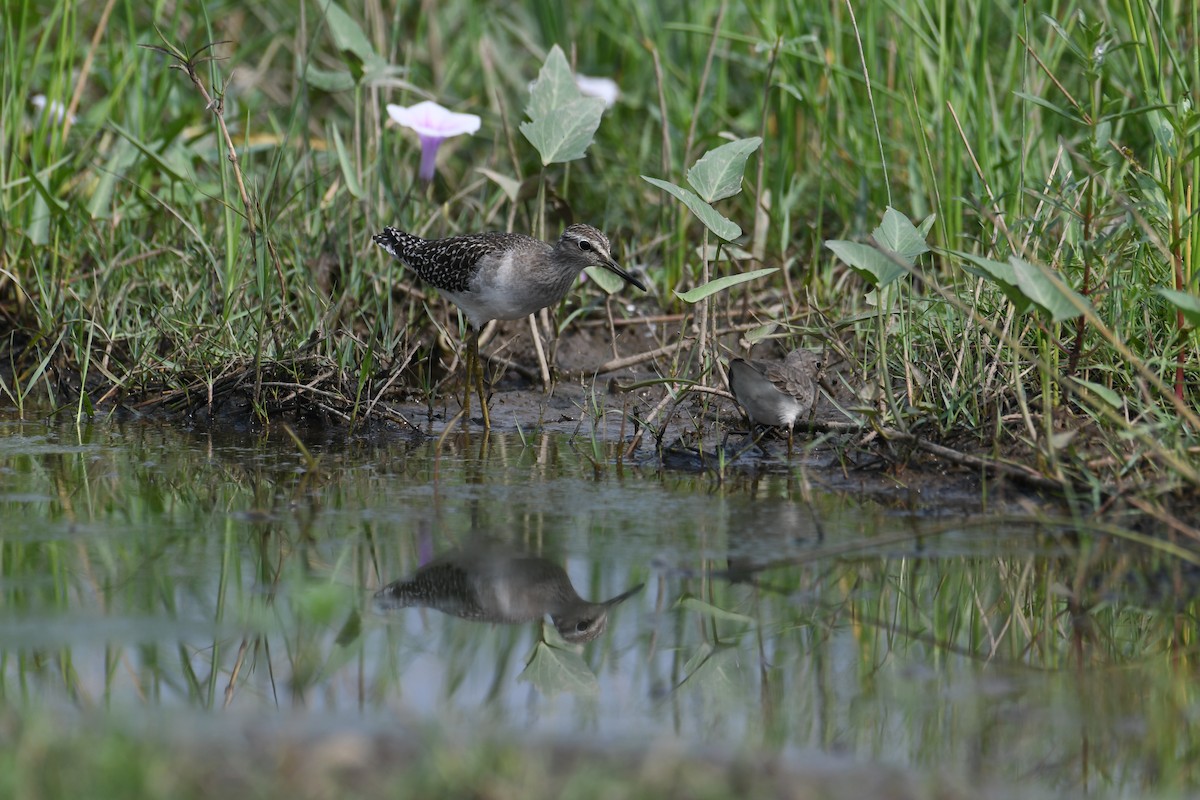 Wood Sandpiper - ML611684524