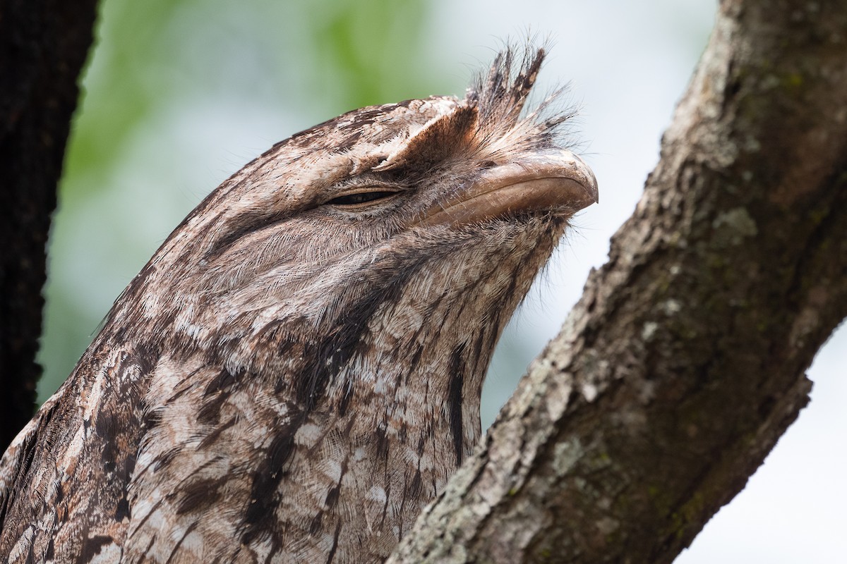 Tawny Frogmouth - Delia Walker