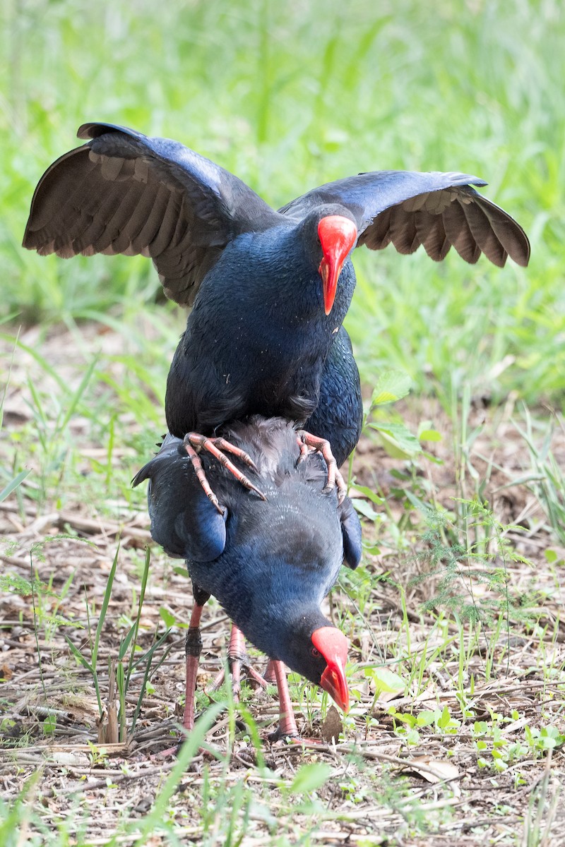 Australasian Swamphen - ML611684542