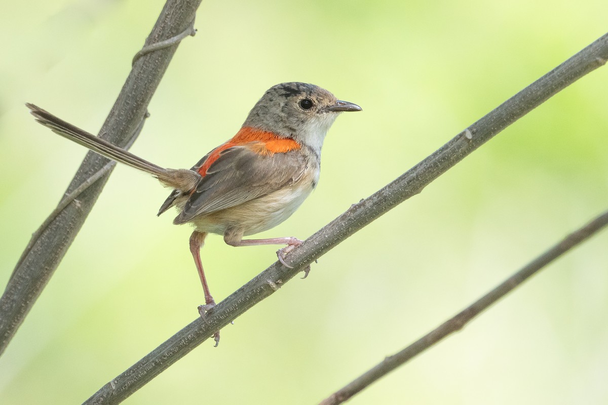 Red-backed Fairywren - Delia Walker