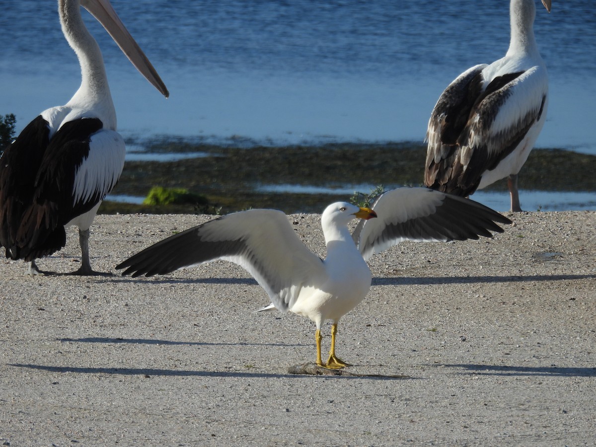 Pacific Gull - ML611684590