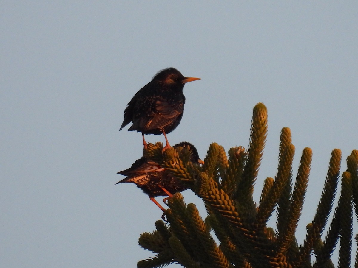 European Starling - ML611684739