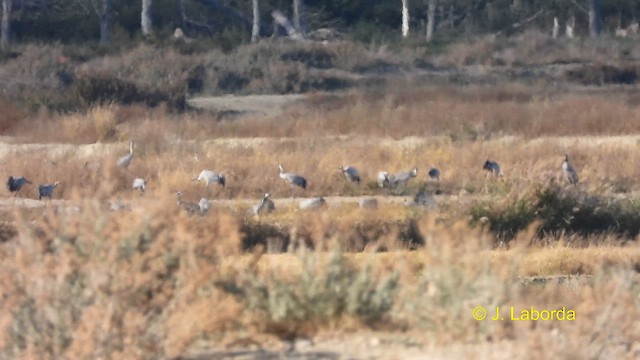 Common Crane - ML611684746