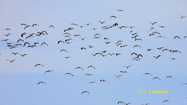 Northern Lapwing - ML611684753