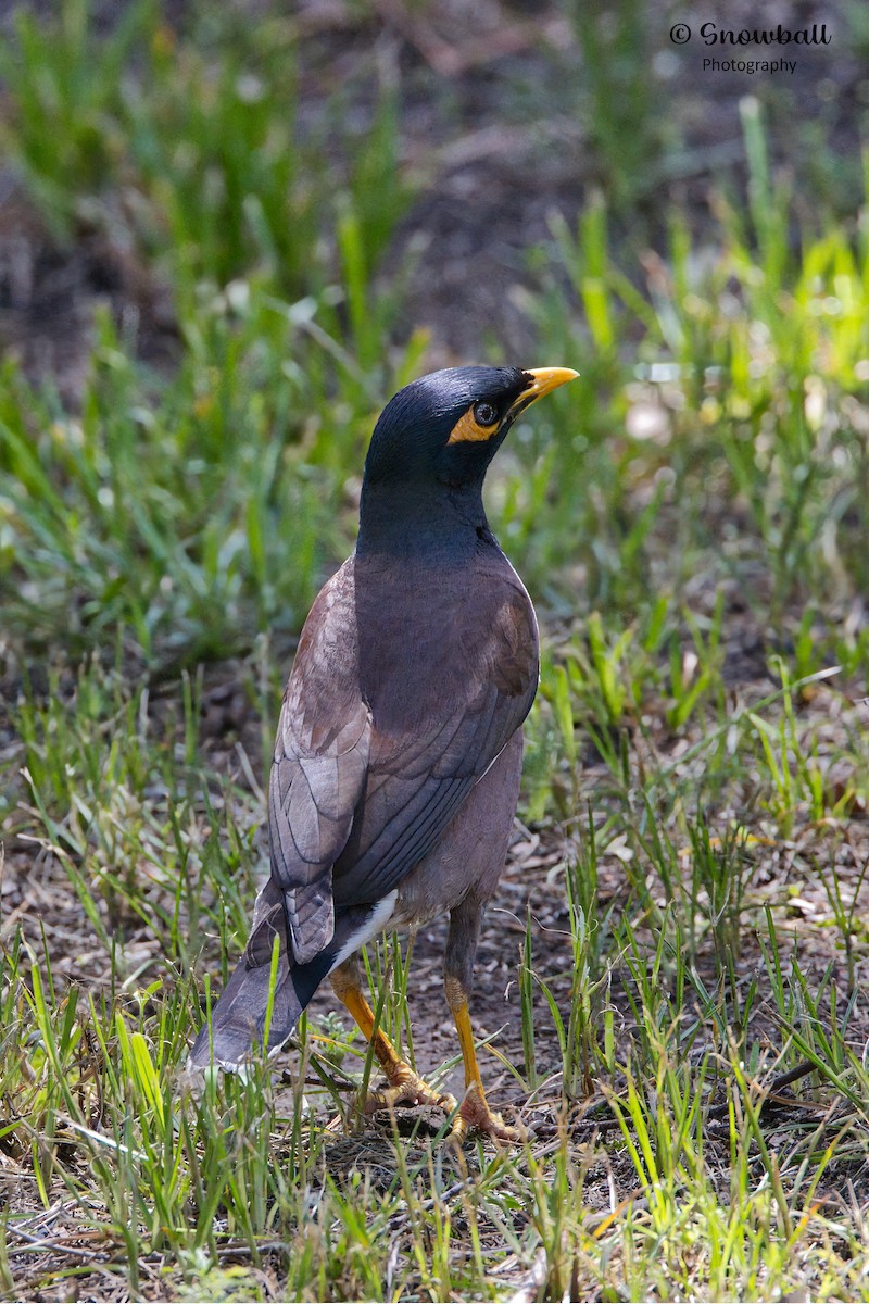 Common Myna - ML611684754