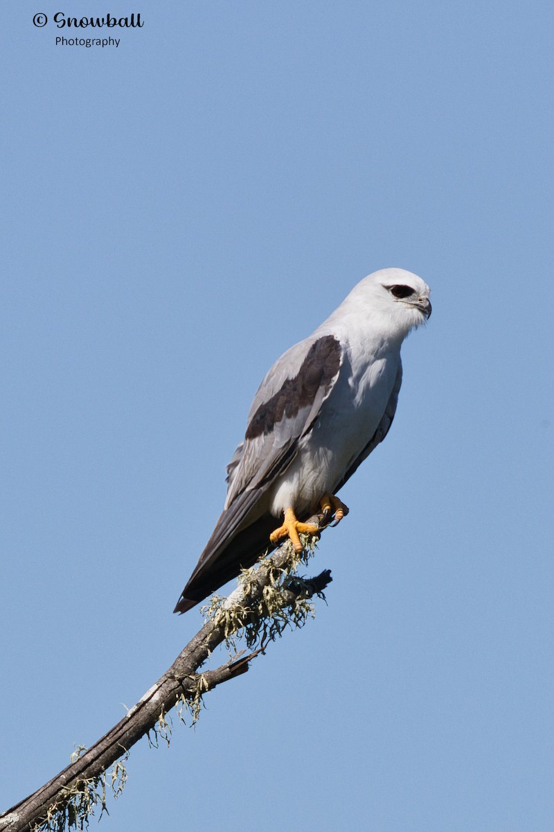 Black-shouldered Kite - ML611684799