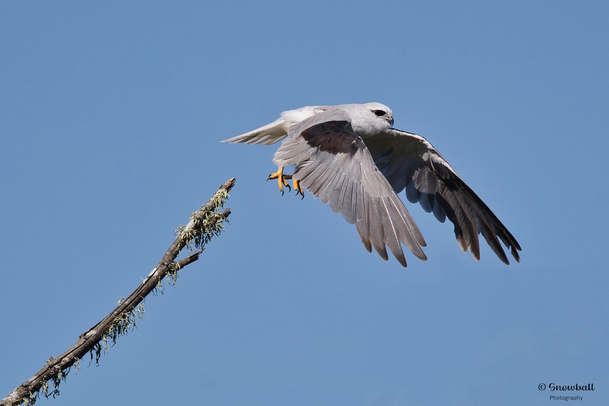 Black-shouldered Kite - ML611684800