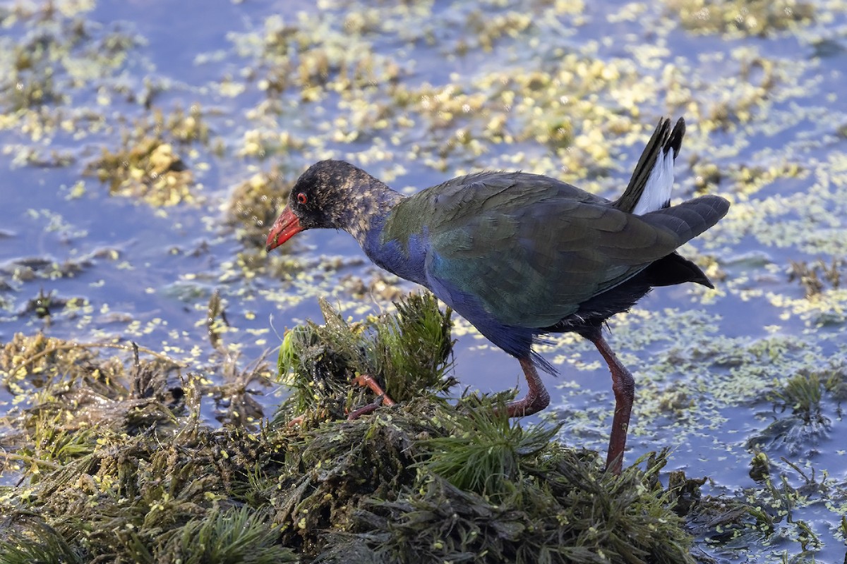 Allen's Gallinule - ML611684842