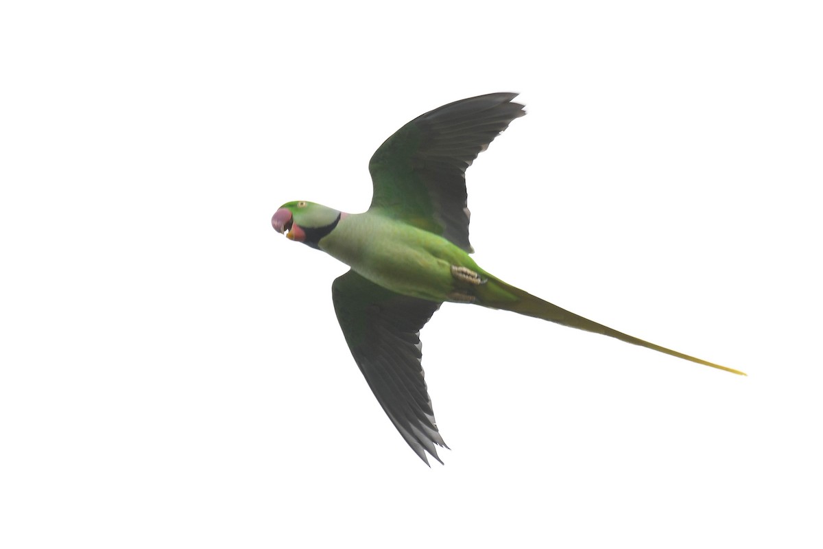 Alexandrine Parakeet - ML611684858