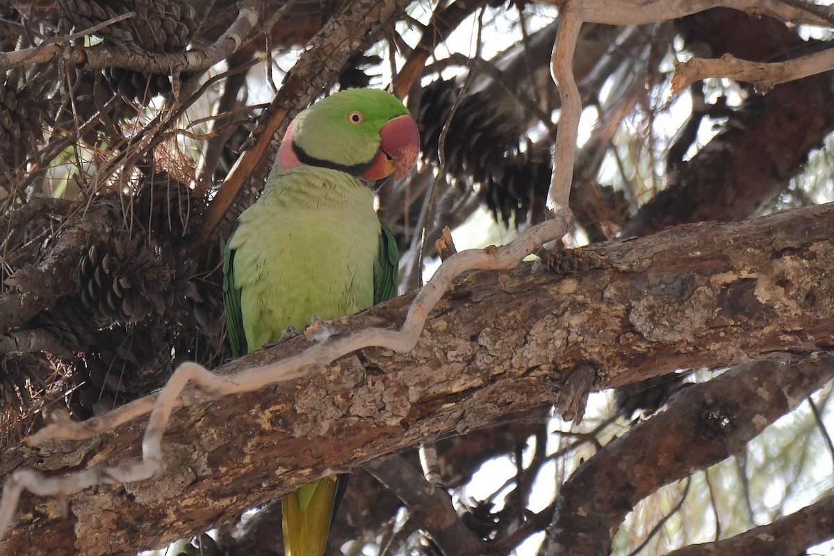 Alexandrine Parakeet - ML611684859
