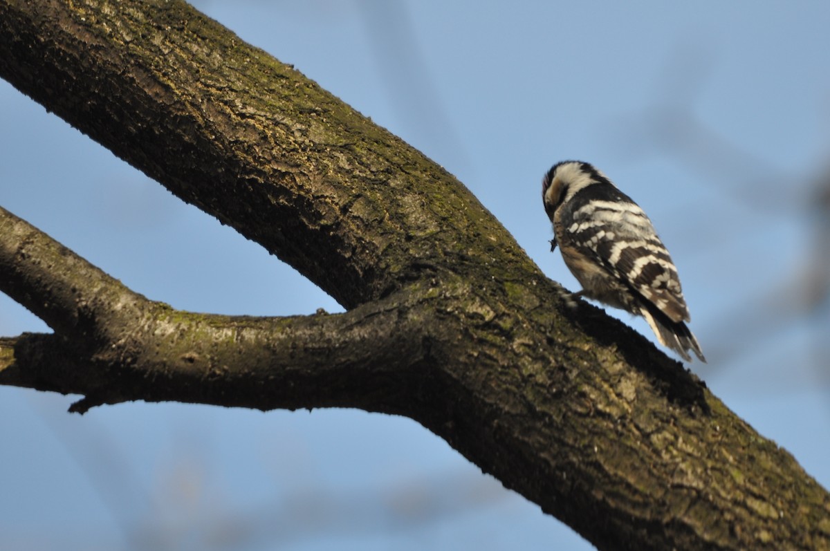 Lesser Spotted Woodpecker - ML611684895