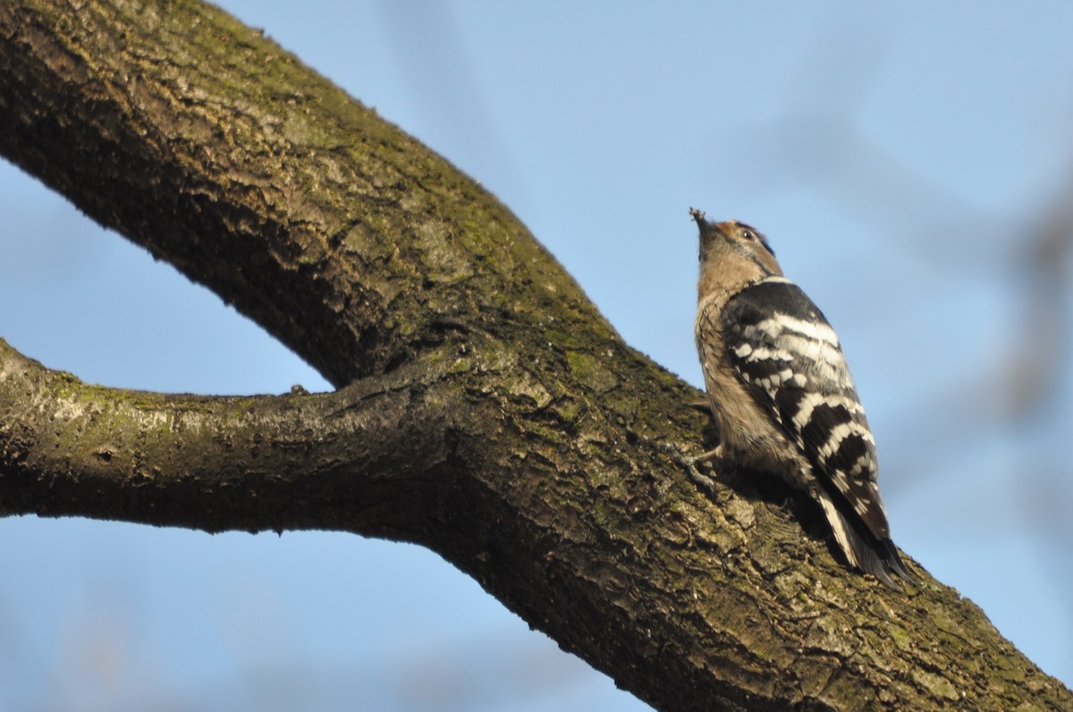 Lesser Spotted Woodpecker - ML611684896