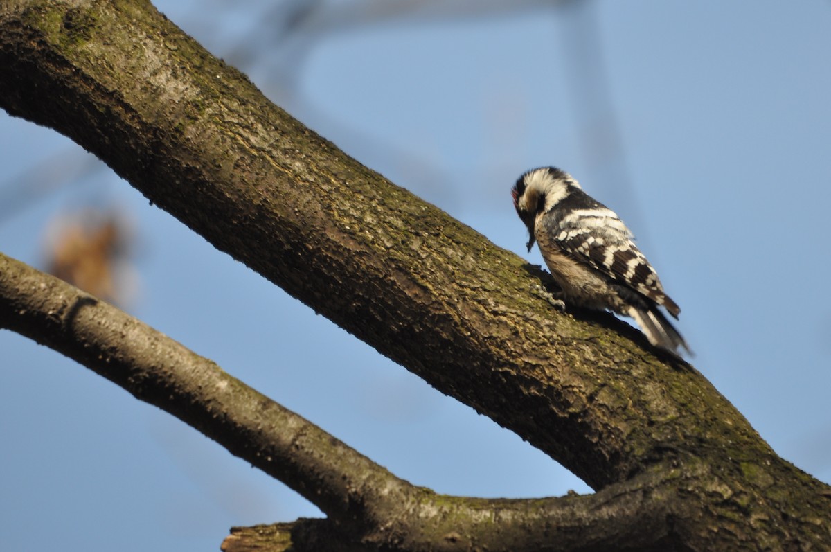 Lesser Spotted Woodpecker - ML611684897