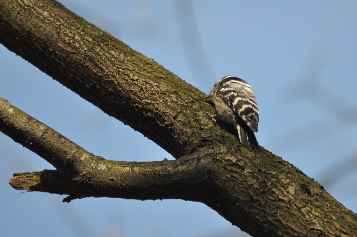 Lesser Spotted Woodpecker - ML611684898