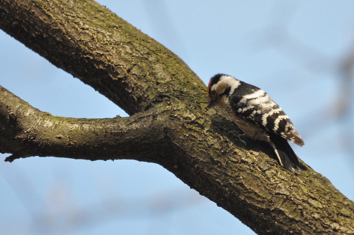 Lesser Spotted Woodpecker - ML611684899