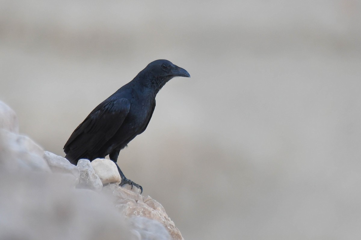 Fan-tailed Raven - Itamar Donitza
