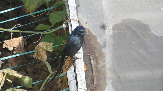 Black Drongo - ML611684919