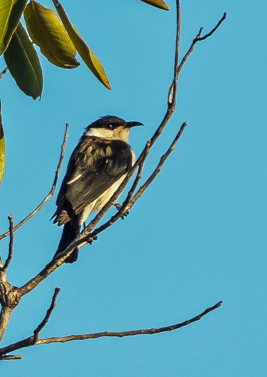 Banded Honeyeater - ML611684938