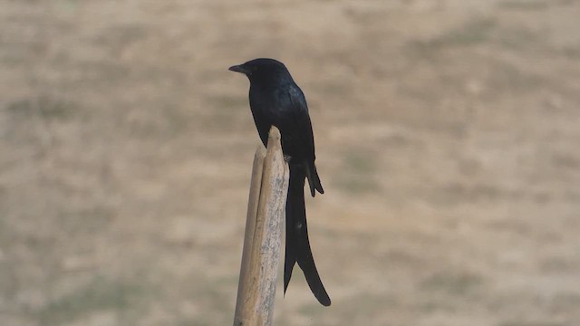 Kara Drongo - ML611684945