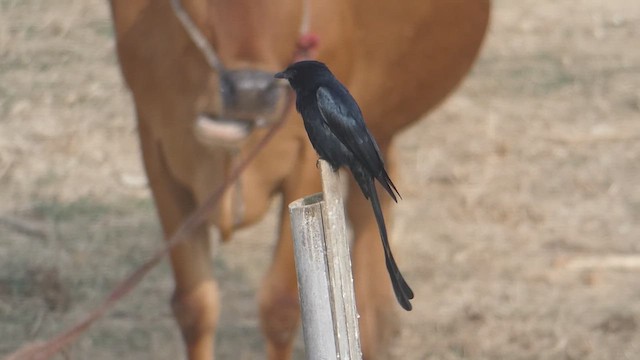 Black Drongo - ML611684946