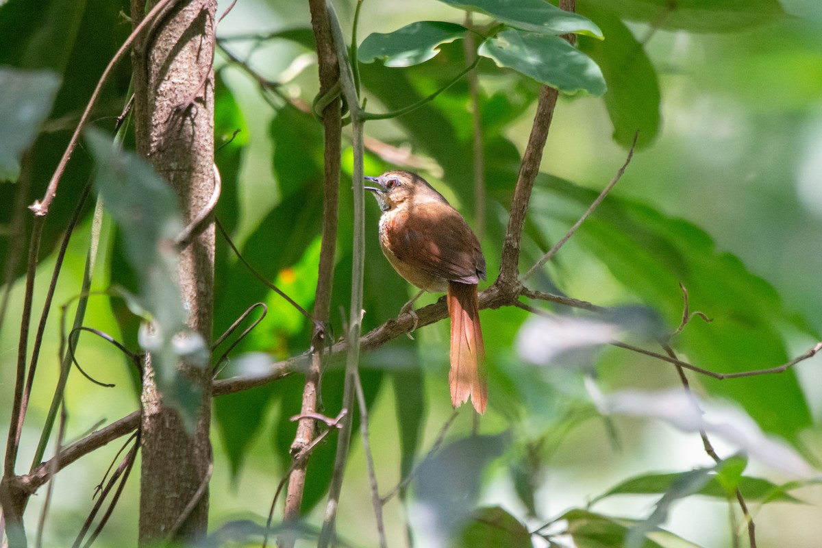 Ochre-cheeked Spinetail - FABRICIO GRIGOLIN