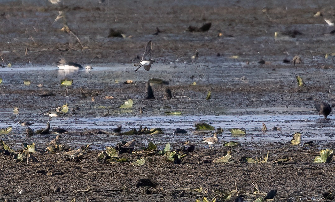 Caspian Plover - ML611685026