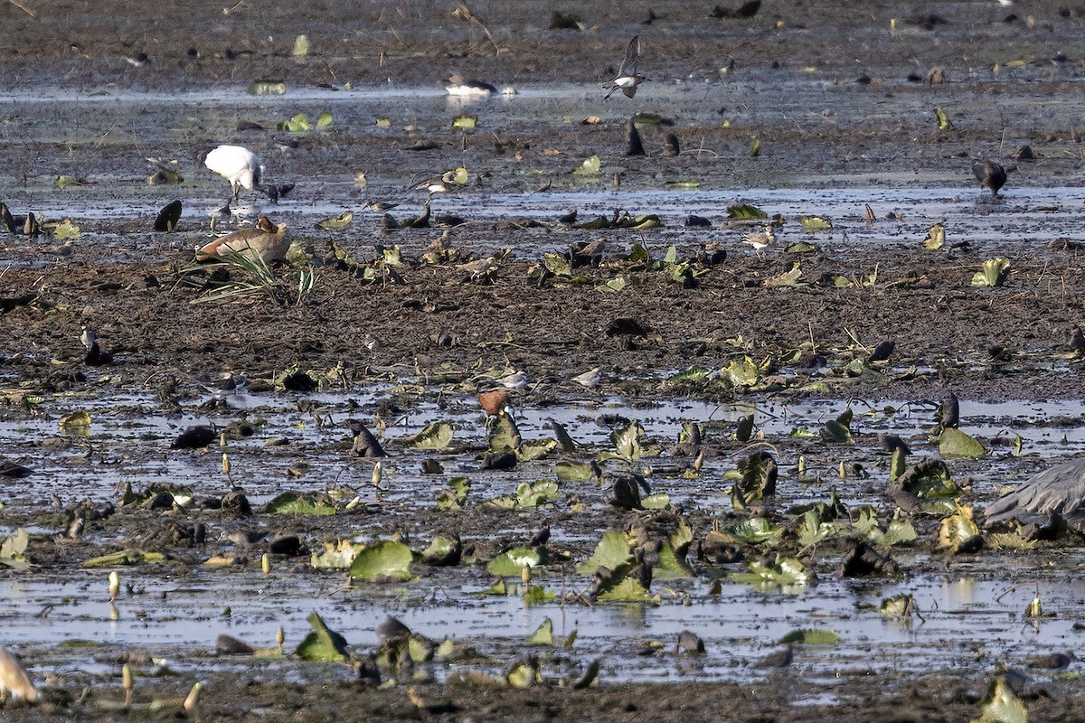 Chestnut-banded Plover - ML611685027