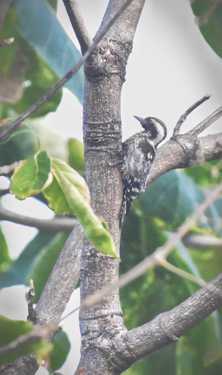 Brown-capped Pygmy Woodpecker - ML611685081