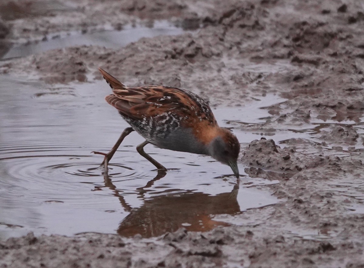 Baillon's Crake - Paul Coddington