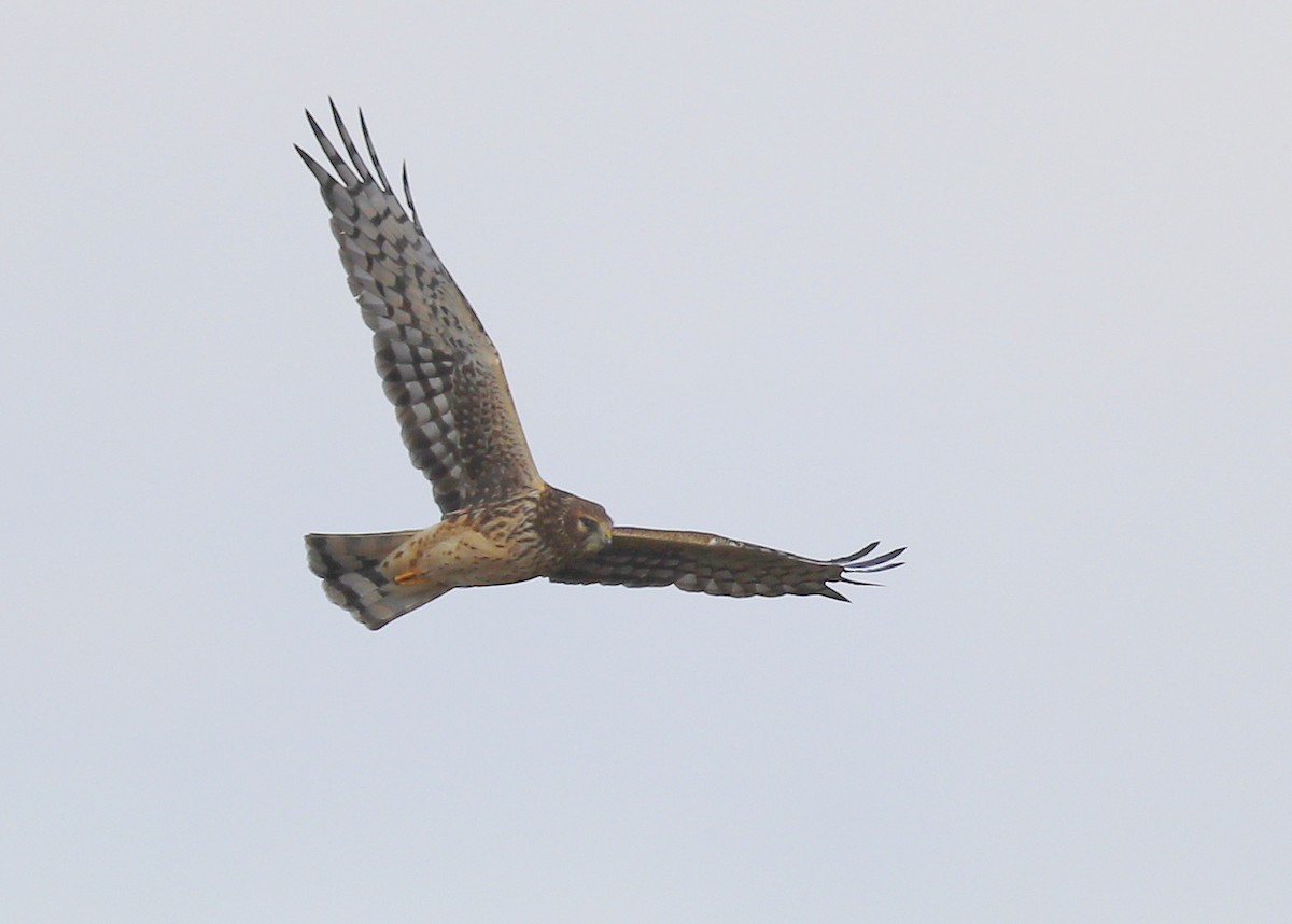 Northern Harrier - ML611685183