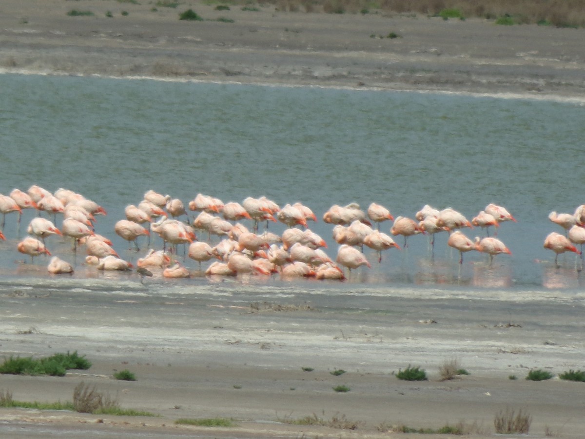 chileflamingo - ML611685224