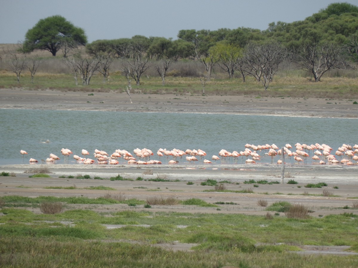 Chilean Flamingo - Martin  Juarez