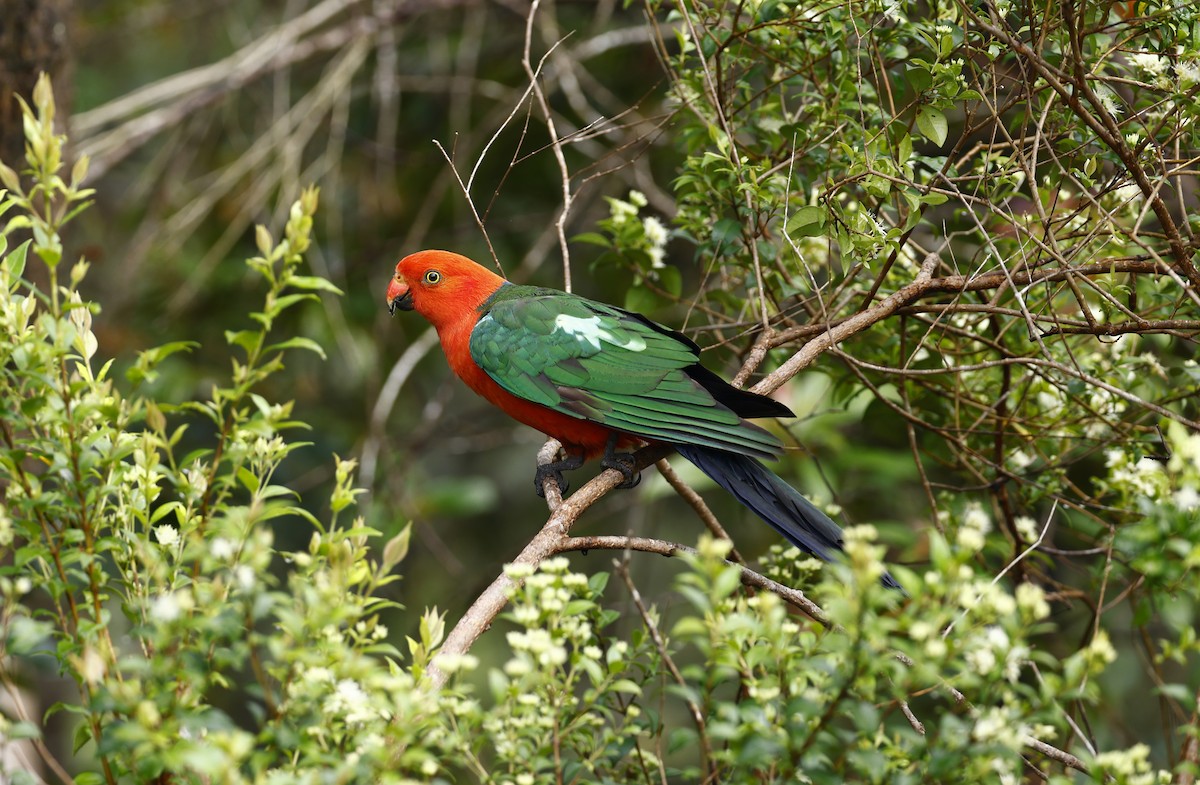 Avustralya Kral Papağanı - ML611685268