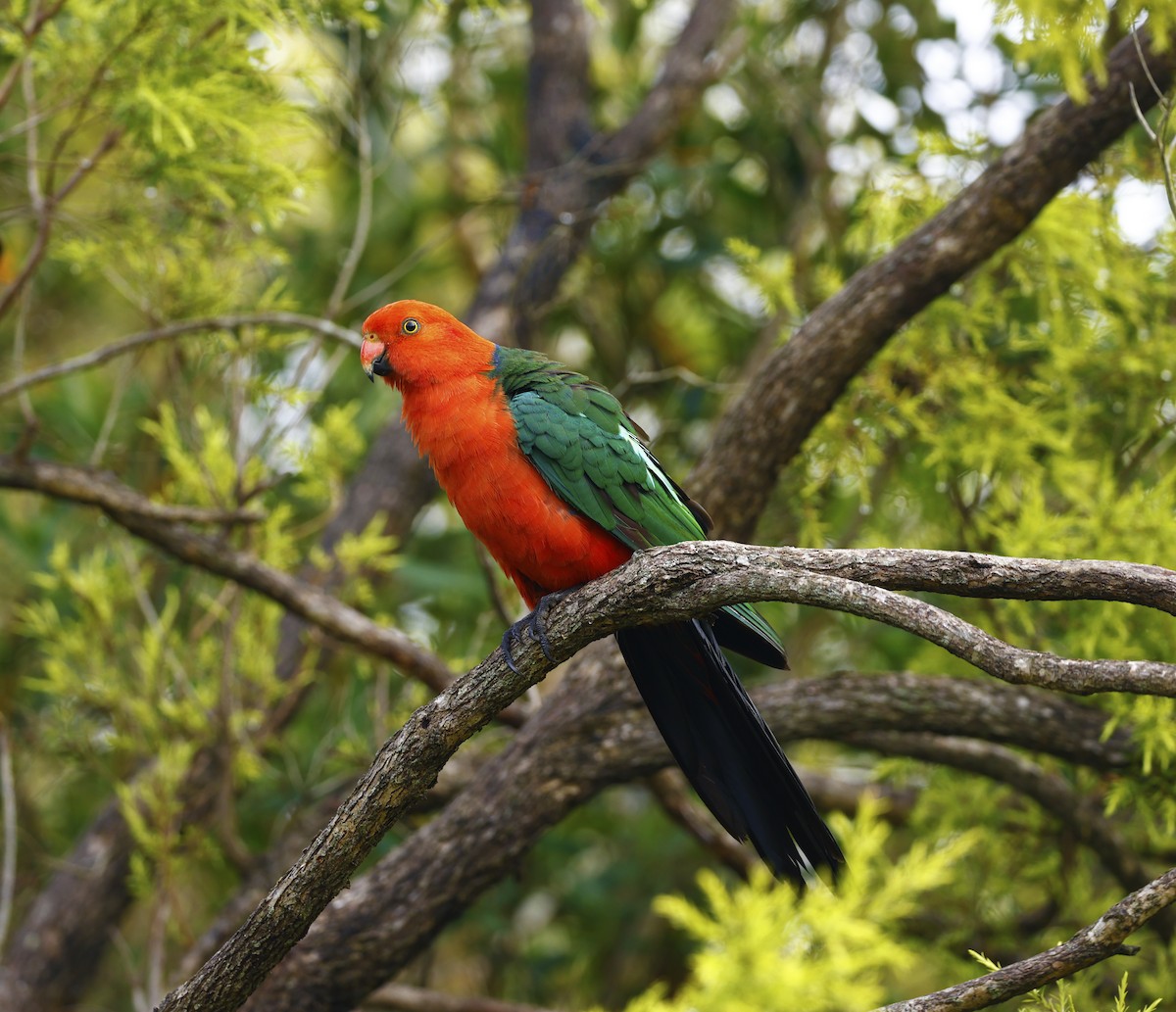 Avustralya Kral Papağanı - ML611685269