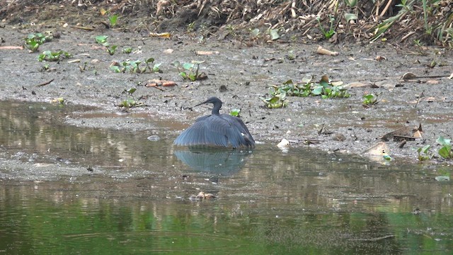 Black Heron - ML611685272