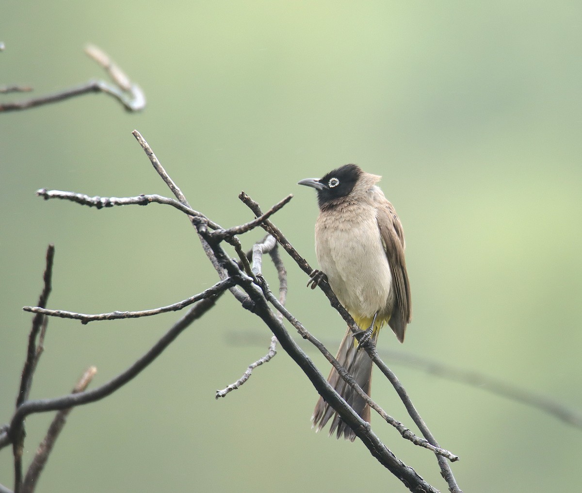 White-spectacled Bulbul - ML611685309