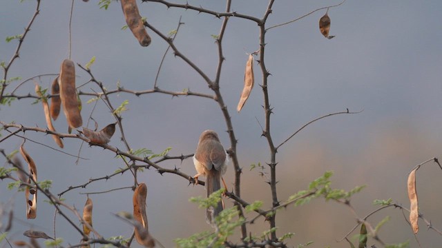 Yellow-eyed Babbler - ML611685330