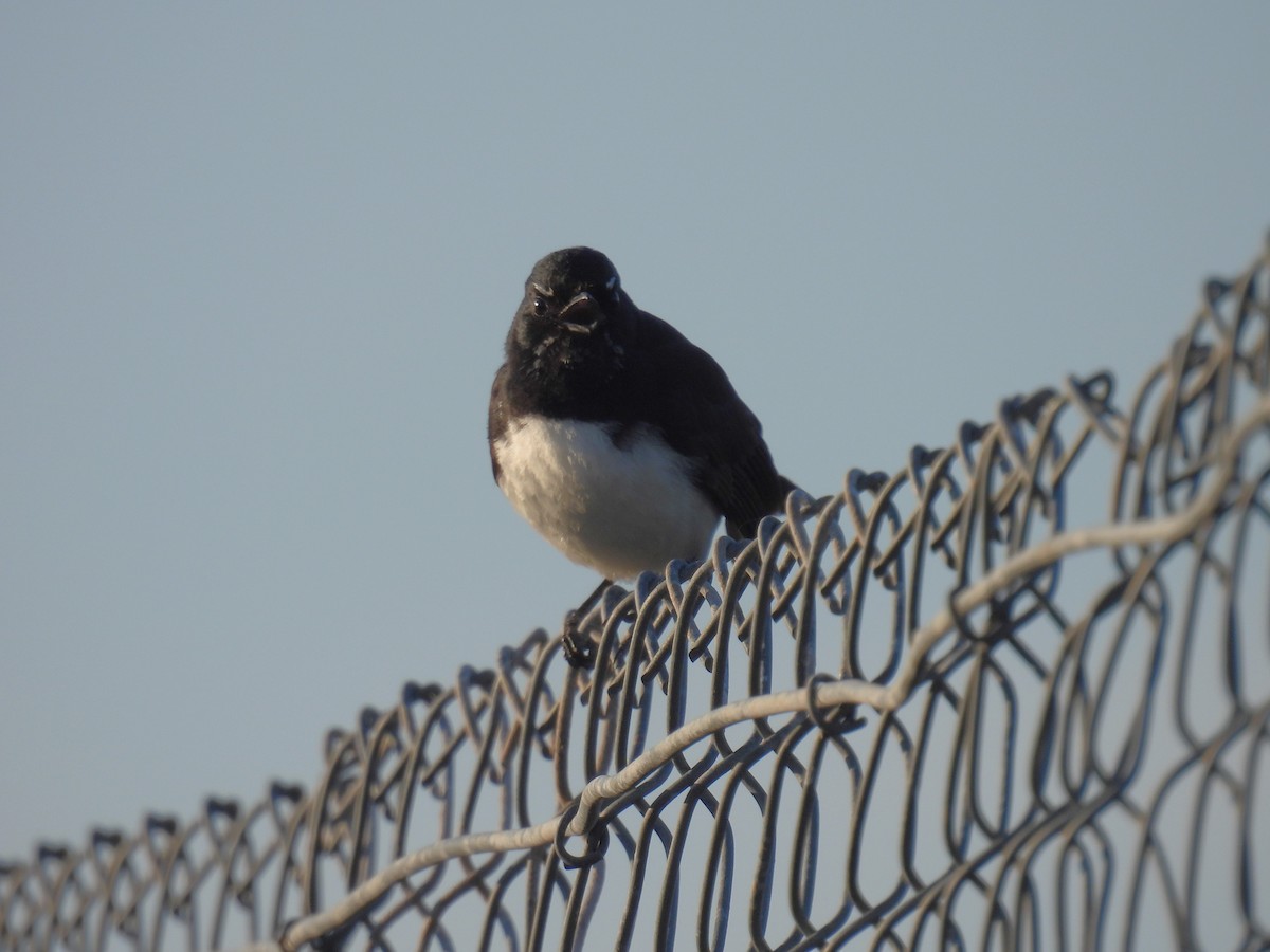 Willie-wagtail - ML611685358