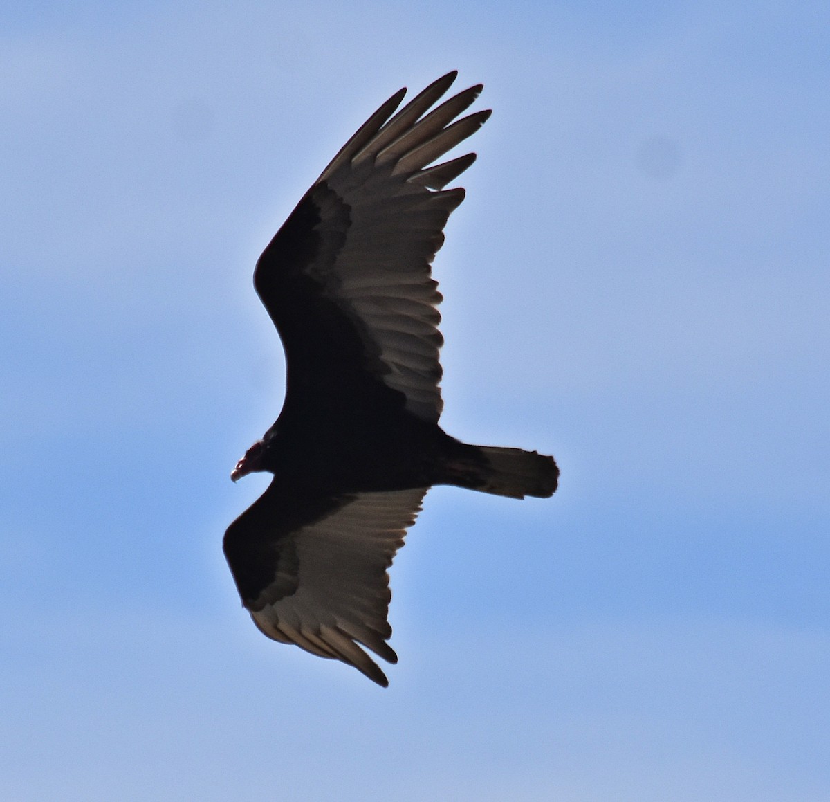 Turkey Vulture - ML611685391