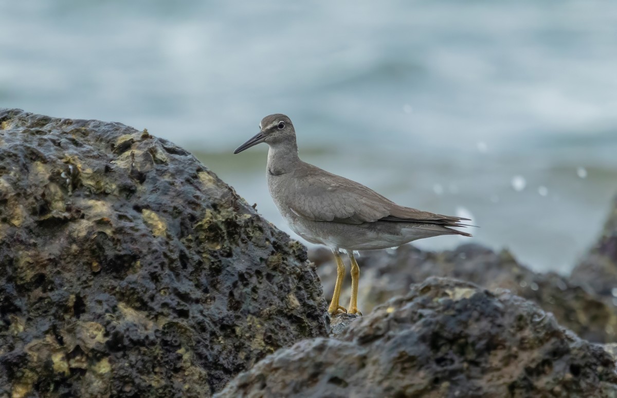 Wandering Tattler - ML611685469